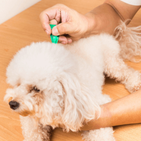 A-fluffy-white-dog-receiving-flea-treatment