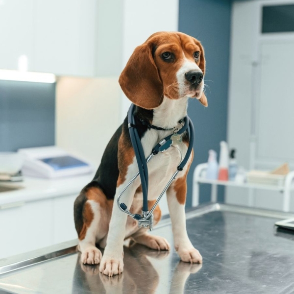 Beagle-wearing-a-stethoscope-sits-on-a-stainless-steel-table.jpg