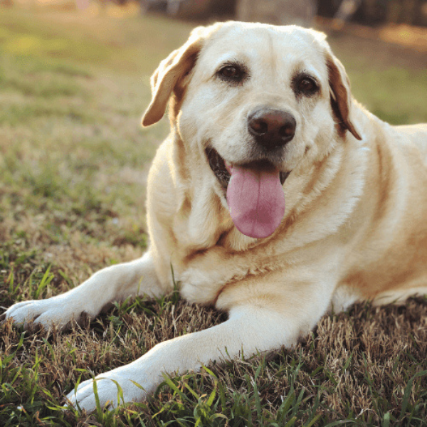 Senior Golden Labrador laying on grass