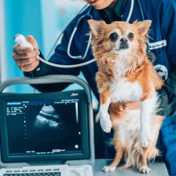 Veterinarian using ultrasound to examine dog