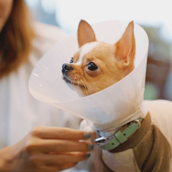 dog-wears-surgical-cone