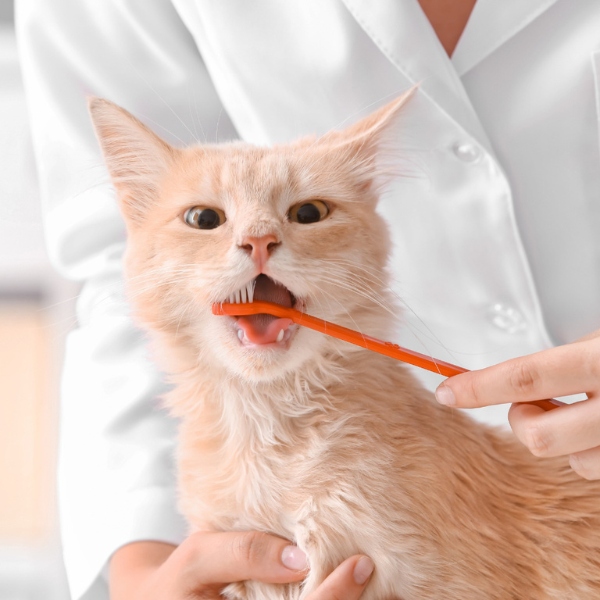 vet brush the cat teeth