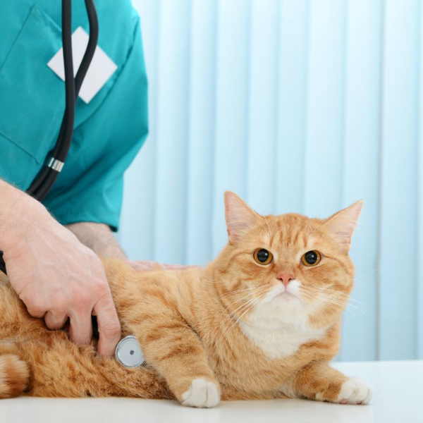 vet checking the cat