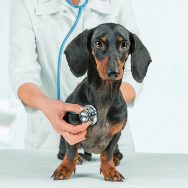 vet checking the dog