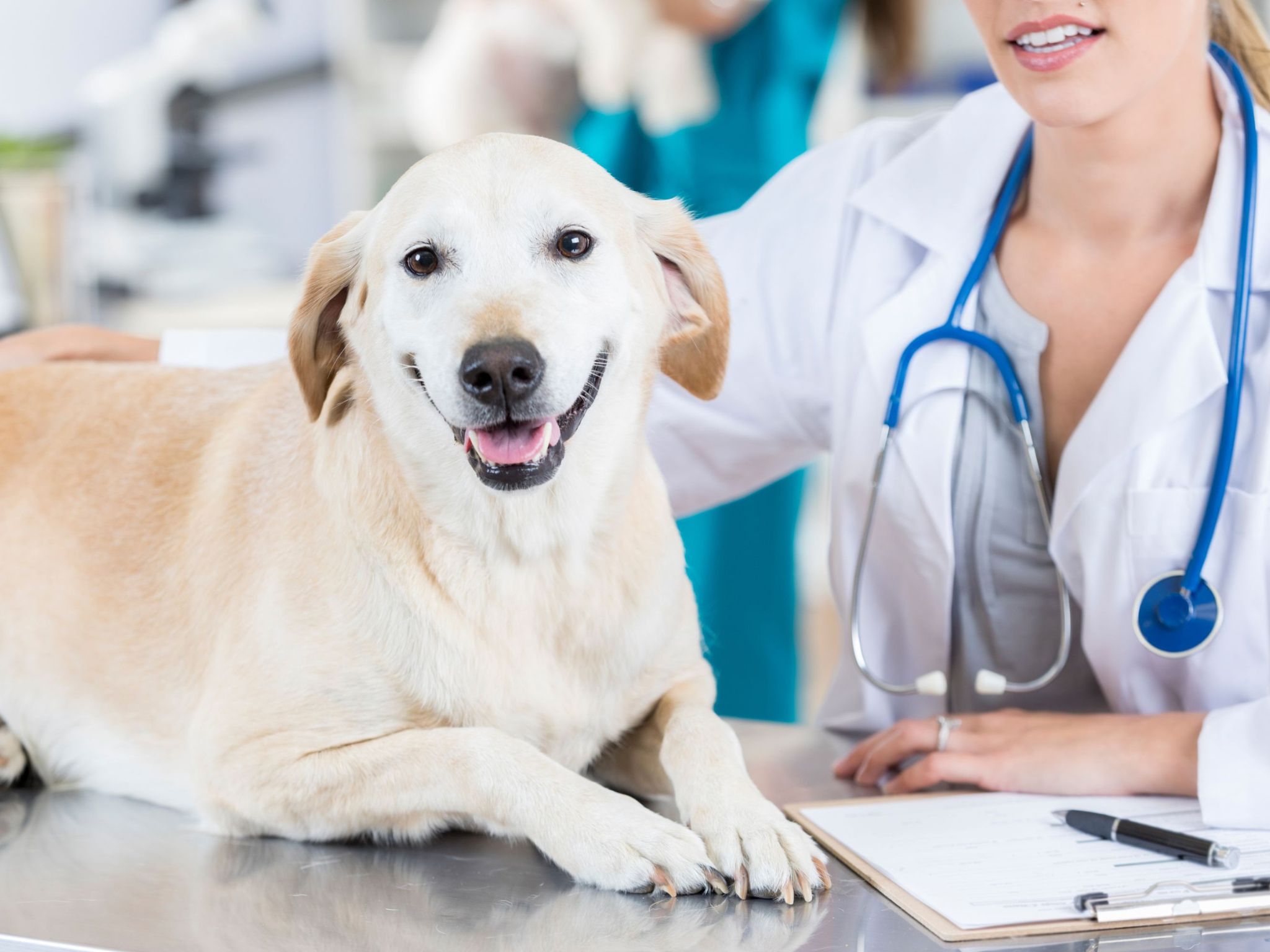 A lady vet with a dog sitting on the table